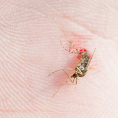 Slap a mosquito