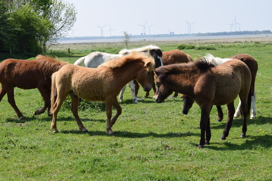 Horses in a field of grass