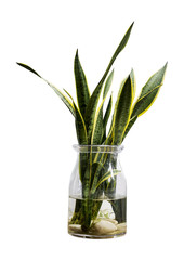 Snake plant in the transparent bottle isolated on white background with clipping path