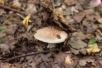 Macrolepiota procera or Lepiota procera in the forest. .