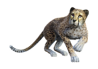 3D Rendering Big Cat Cheetah on White