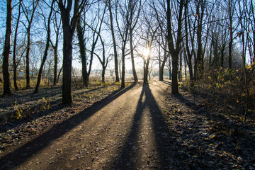 Obraz premium Bäume am Wintermorgen in einer Allee in Deutschland