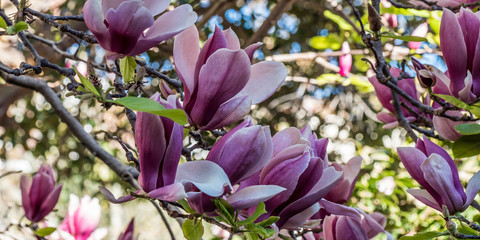 Port wine magnolia springtime 2017, Kirribilli, Sydney NSW