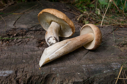 Several porcini mushrooms (Boletus edulis, cep, penny bun, porcino or king bolete) on wooden background..