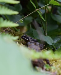 Frog at the pond