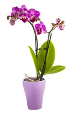 Naklejka na ściany i meble Orchid in pot on white background