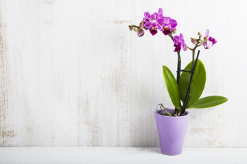 Fototapeta na wymiar Orchid in pot on a wooden table