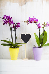 Two orchids (Phalaenopsis ) and heart