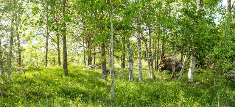 Vildvuxen skogskulle med björkar och högt gräs