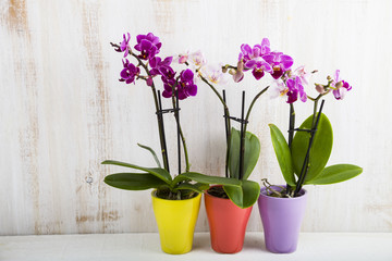 Obraz na płótnie Canvas Three orchids in pots