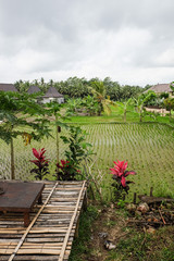 Riziere en étage à Bali, Indonésie, Ubud