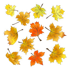 Fototapeta premium Hand-drawn vector illustration of maple leaves. Yellow red autumn leaves on a white background. Set of several different leaves.
