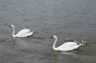 Swans with cygnets, baby swan