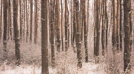 Trees in the snow in the winter forest