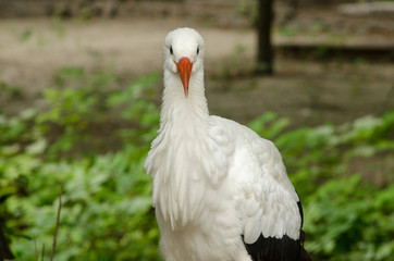 Portrait of a stork