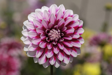 Dahlie (Dahlia)