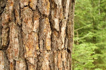 Fototapeta premium Forest wood tree facture.