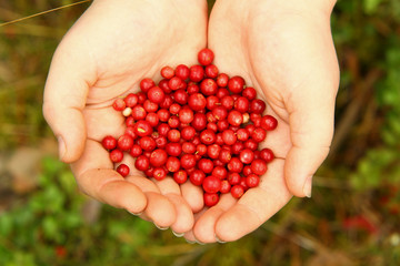 Small red forest berries in hands.