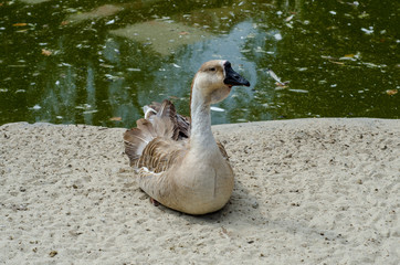 Goose on vacation