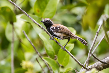 Papa-formiga-vermelho (Formicivora rufa) | Rusty-backed Antwren photographed in Guarapari, Espírito Santo - Southeast of Brazil. Atlantic Forest Biome.