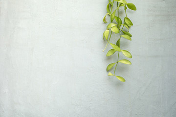 Green dave climber plant on concrete wall,home decorative design.