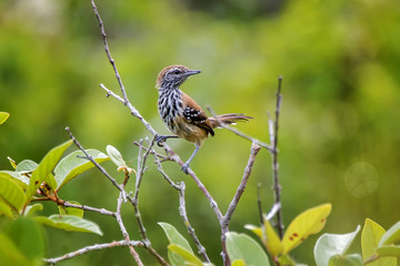 Papa-formiga-vermelho (Formicivora rufa) | Rusty-backed Antwren photographed in Guarapari, Espírito Santo - Southeast of Brazil. Atlantic Forest Biome.