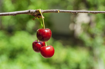 Three cherry berries