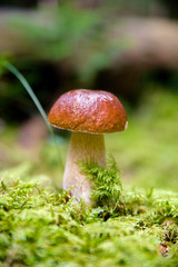 boletus mushroom growing in a pine forest 