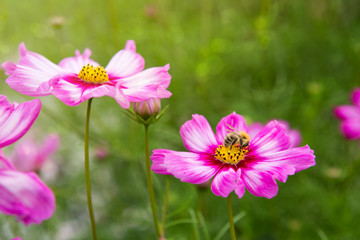 Obraz premium Pink cosmos flowers and bee.