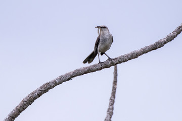 Sabiá-da-praia (Mimus gilvus) | Tropical Mockingbird photographed in Guarapari, Espírito Santo - Southeast of Brazil. Atlantic Forest Biome.