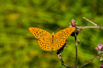 Obraz premium dostojka 005