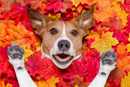 autmn fall leaves surprised dog