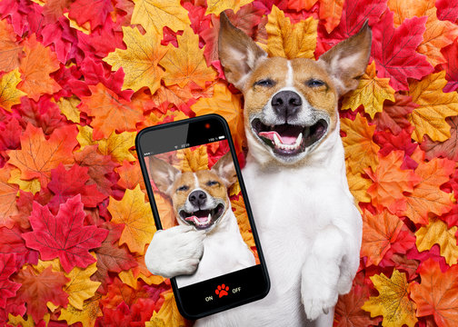 autmn fall leaves dog selfie