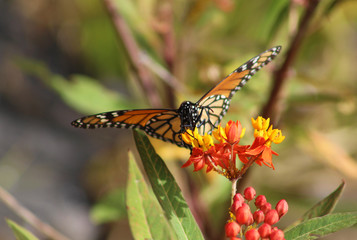 Mariposa Vanessa en la primavera