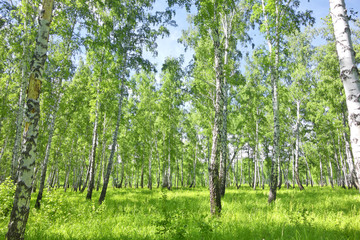 birch forest