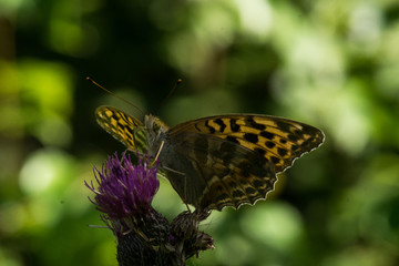 rusałka 002 © Przemyslaw Koroza