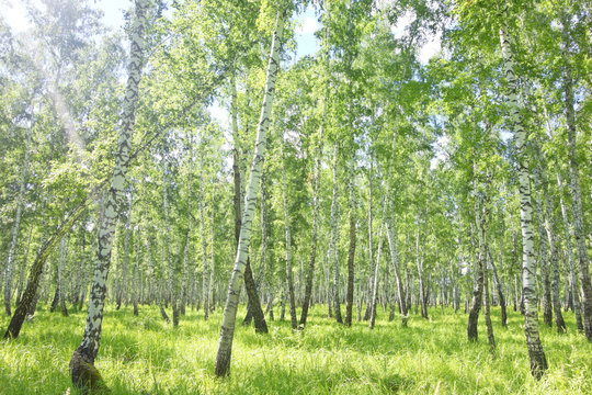 birch forest