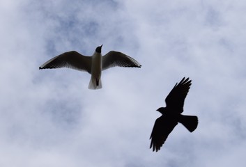 Flying seagull blue sky