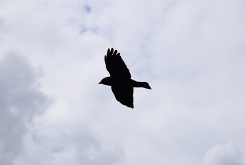 Flying black crow