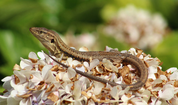 Lagarto, Gallotia Galloti, Teide, Islas Canarias