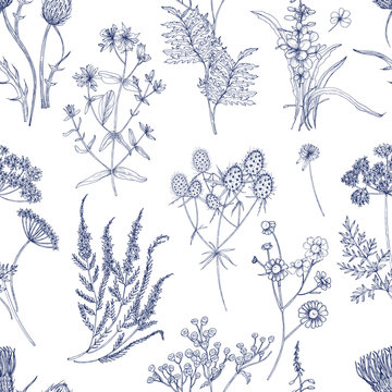 Botanical seamless pattern with meadow herbs, flowering plants and blooming wild flowers hand drawn with blue lines on white background. Natural vector illustration in vintage style for fabric print.