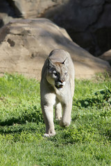 Naklejka premium Puma, Mountain Lion (Puma concolor)