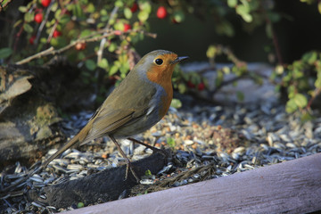 Rotkehlchen am Futterplatz (Erithacus rubecula)