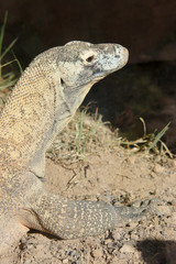 Komodowaran oder Komododrache (Varanus komodoensis)