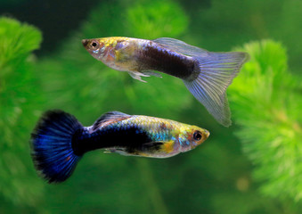 Blaue Guppys im Aquarium (Poecilia)