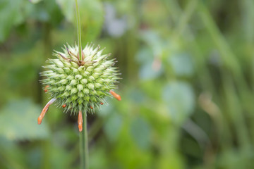Green spike flower with space on blurred green garden background