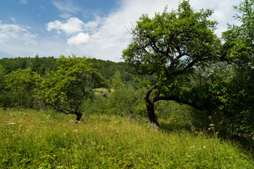 beskid 004