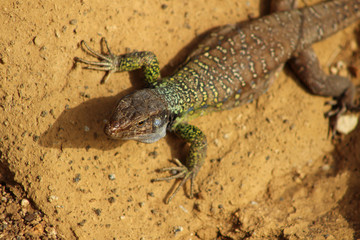 Lagarto, Gallotia Galloti, Teide, Islas Canarias