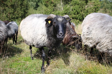 Im Blick der Heidschnucke