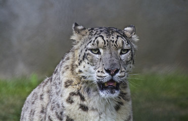 Fototapeta premium leopardo delle nevi